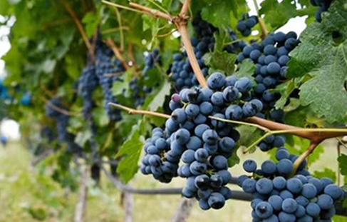 國社“寧”聚力|看寧夏九大產業如何乘風破浪