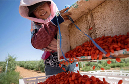 國社“寧”聚力|寧夏九個重點產業調研報告